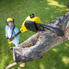 Best Tree Disease Treatment  in Wheeler, TX