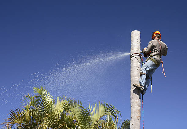 Best Tree Cabling and Bracing  in Wheeler, TX