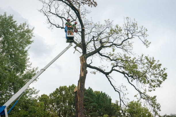 Best Tree Cabling and Bracing  in Wheeler, TX