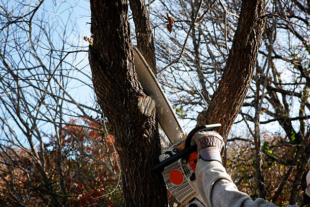 How Our Tree Care Process Works  in  Wheeler, TX