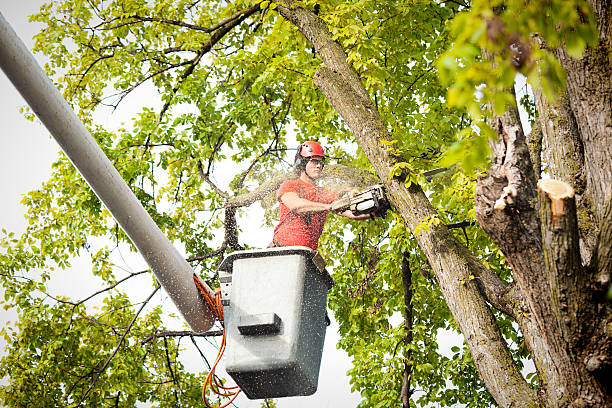 Trusted Wheeler, TX Tree Services Experts