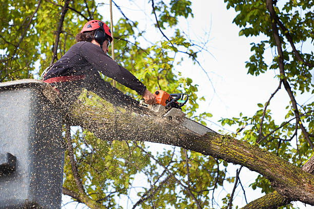 Best Arborist Consultation Services  in Wheeler, TX